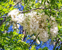 Summer Wildflower Honey (click for size options)