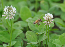 Summer Wildflower Honey (click for size options)