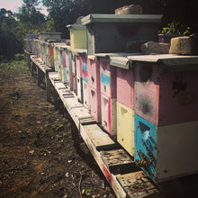 Honeybee Nuc Deposits OR Full Payment (June Pickups)