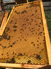 Honeybee Nuc Deposits OR Full Payment (June Pickups)