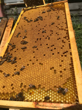 2024 Queen Bees