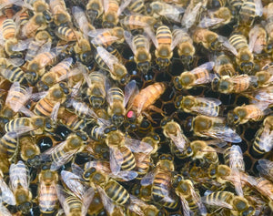 2024 Queen Bees