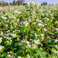 Buckwheat Honey (click for size options)