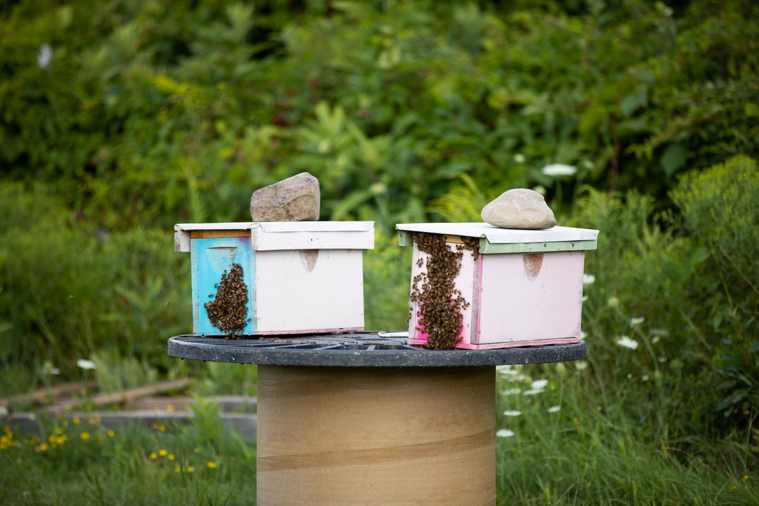 Live Bees – BeeCountry