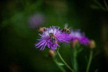 Fall Wildflower Honey (click for size options)