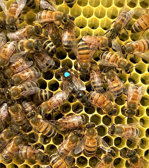2025 Queen Bees