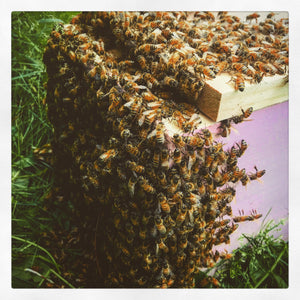 Overwintered Honeybee Nuc Deposits OR Full Payment (May pickups)