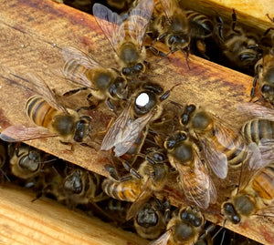 2023 Queen Bees