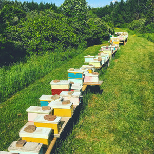 Overwintered Honeybee Nuc Deposits OR Full Payment (May pickups)
