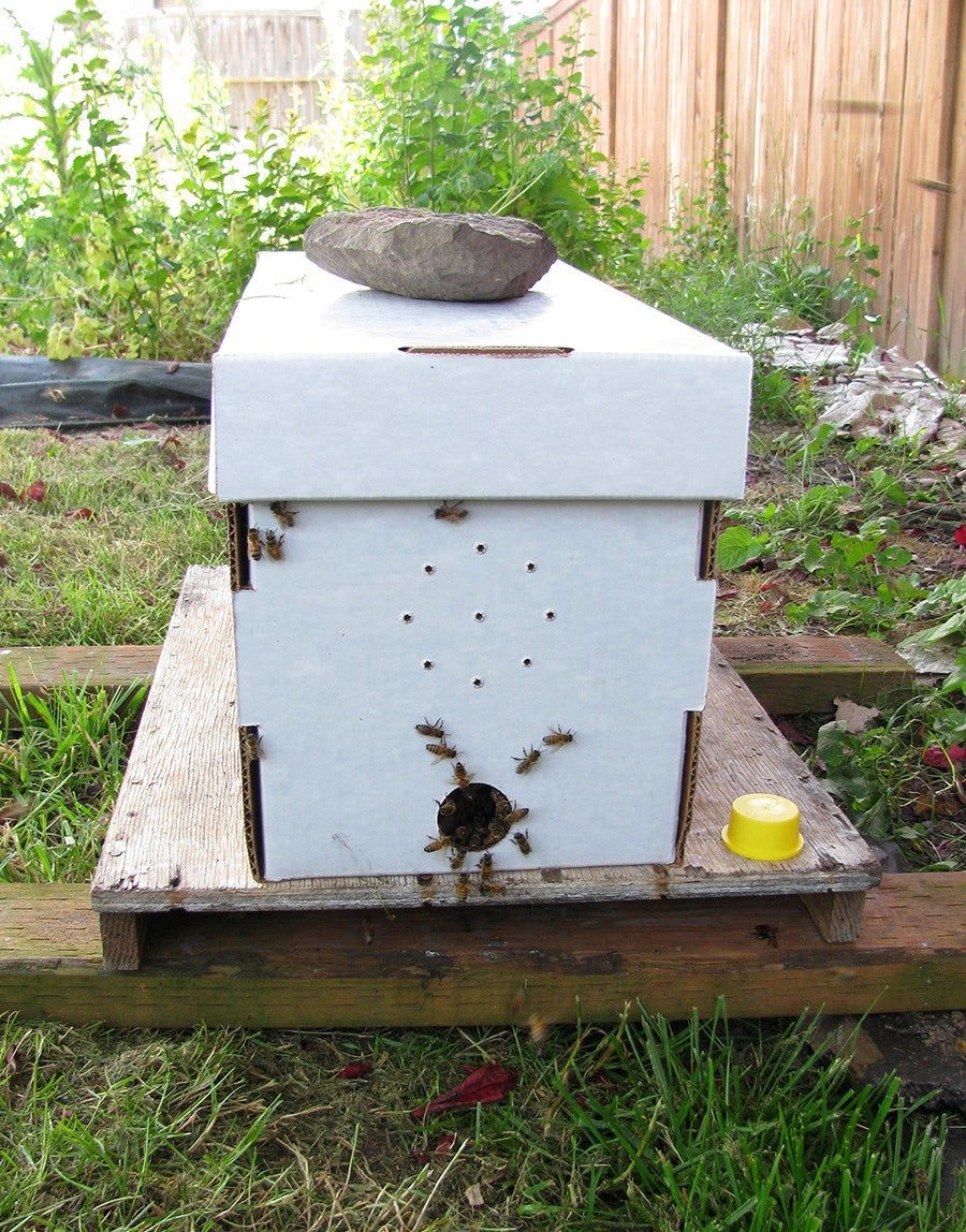 Honey Bee Bee Hives Table Runner, Country Farmhouse Kitchen Decor, Bee –  Kate McEnroe New York
